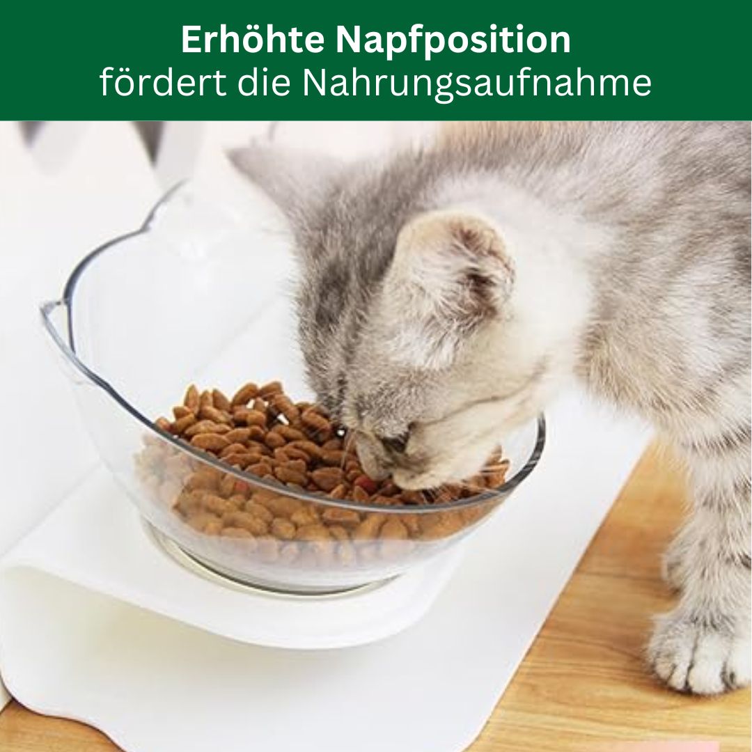BackCup - Ergonomischer Katzennapf für eine gesunde Körperhaltung