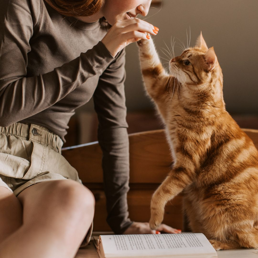 Alles für Deine Katze
